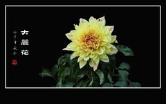 五彩缤纷的大丽花