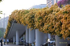 花城廣州之 天橋（三）