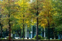 生物岛——橙黄橘绿