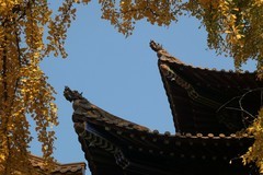 宝通寺拍银杏三