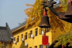 宝通寺拍银杏三