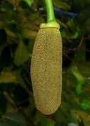 1476【不老松：二游海南纪实】临高长島兰湾的花果!（2）