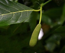 1476【不老松：二游海南纪实】临高长島兰湾的花果!（2）