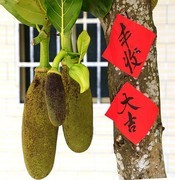 1476【不老松：二游海南纪实】临高长島兰湾的花果!（2）