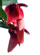 1477【不老松：二游海南纪实】临高长島兰湾的花果!（3）