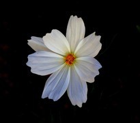 1477【不老松：二游海南纪实】临高长島兰湾的花果!（3）