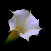 1477【不老松：二游海南纪实】临高长島兰湾的花果!（3）