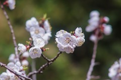 春 天 的 脚 步 （宾得100-300老头手动拍摄）