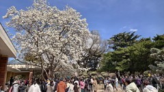 春 天 的 脚 步 （宾得100-300老头手动拍摄）