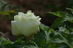 2026牡丹（33）