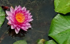 植物园睡莲一