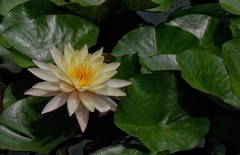 植物园睡莲一