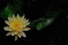 植物园睡莲一