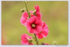 蜀葵花【丙午年-206】