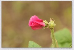 蜀葵花【丙午年-206】