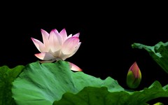 [26198] 荔湾湖的荷花（5）