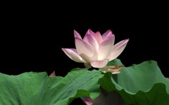 [26198] 荔湾湖的荷花（5）