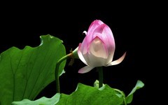 [26198] 荔湾湖的荷花（5）