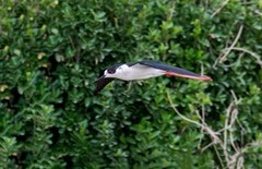 鸟中仙子---黑翅长脚鹬（十九）