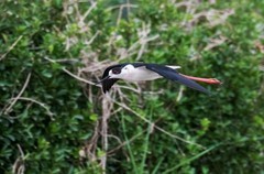 鸟中仙子---黑翅长脚鹬（十九）