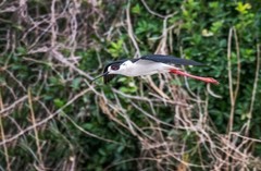 鸟中仙子---黑翅长脚鹬（十九）