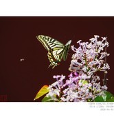 丁香  紫荆  二球悬铃木（法桐） 榆钱