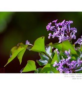 丁香  紫荆  二球悬铃木（法桐） 榆钱