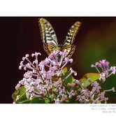 丁香  紫荆  二球悬铃木（法桐） 榆钱