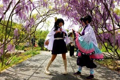 紫藤树下小姐姐