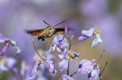 长蝝天蛾（一）