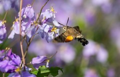 长蝝天蛾（一）