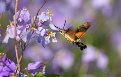 长蝝天蛾（一）