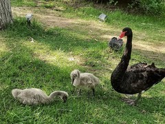 黑天鹅育雏（38）