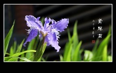 翩翩紫蝶随风舞的鸢尾花