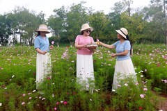夏日芬芳格桑花