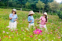 夏日芬芳格桑花