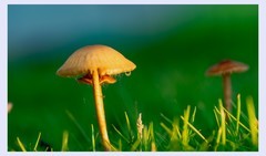 菇
