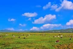 锡林郭勒乌拉盖草原