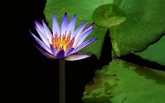 [26305] 云溪的莲花（7）