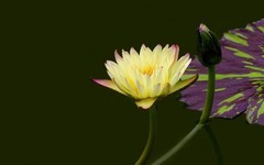 [26305] 云溪的莲花（7）
