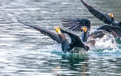 明湖鸬鹚（二十八）