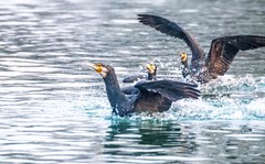 明湖鸬鹚（二十八）