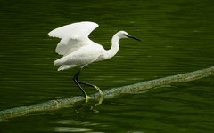 [26107] 麓湖的白鹭