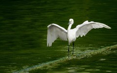 [26107] 麓湖的白鹭