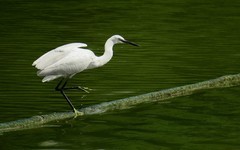 [26107] 麓湖的白鹭