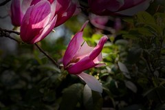 橘子洲拍玉兰花 2