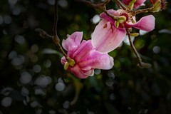 橘子洲拍玉兰花 2