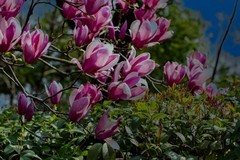 橘子洲拍玉兰花 2