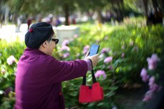 长安公园拍牡丹