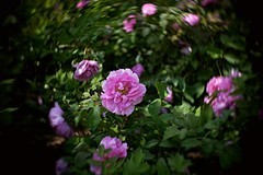 长安公园拍牡丹